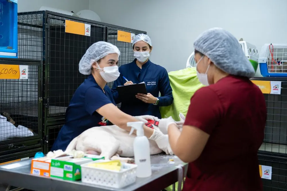 Programa da ALERR oferece castração e microchipagens gratuitas