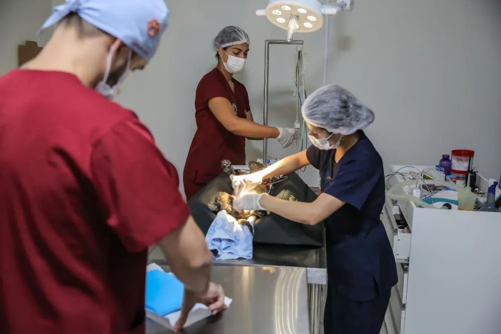 Programa de Bem-Estar Animal faz mais de 10 mil atendimentos gratuitos em Roraima