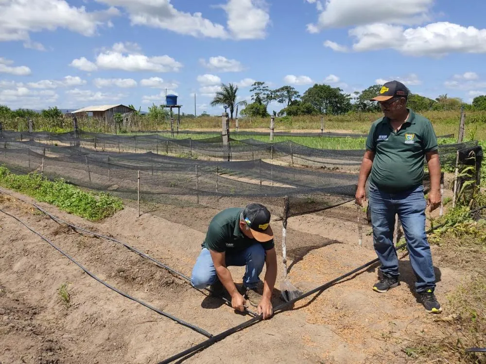 Projeto Mais Horta Irrigada amplia produção de hortifruti em Roraima