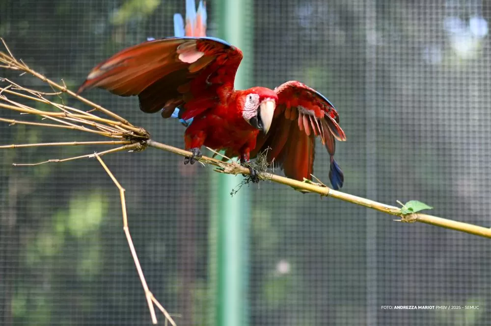 Aves resgatadas passam por treinamento de voo para retornarem à natureza
