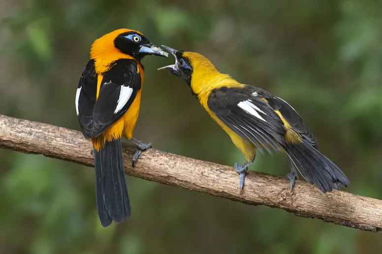 Turismo de observação de aves de Roraima é destaque em catálogo nacional