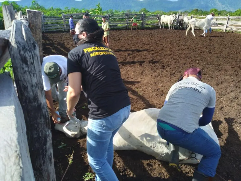 Roraima registra aumento de 231% na exportação de bovinos em 2025