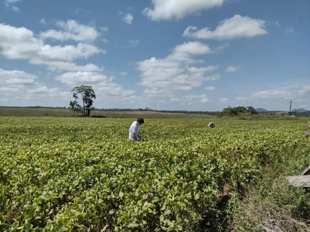 Fim do vazio sanitário libera plantio da soja em Roraima a partir desta quarta-feira, 18