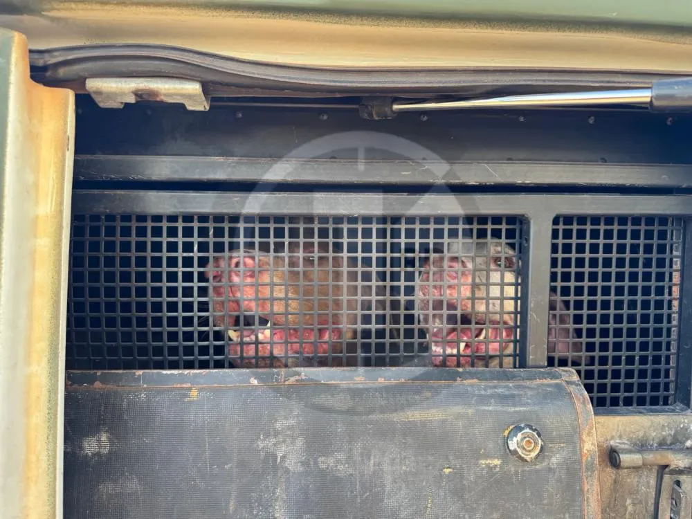 CIPA conduz tutor de cães após denúncia de maus-tratos no centro da cidade